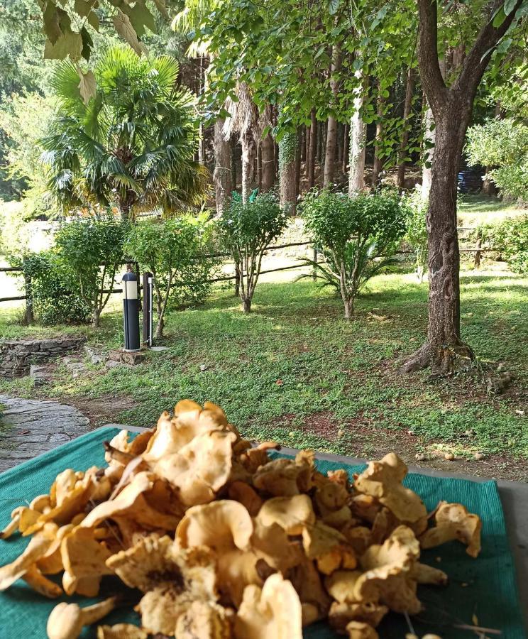 Il Bosco Di Campo Marzano Rooms & Apartments Borzonasca Екстер'єр фото